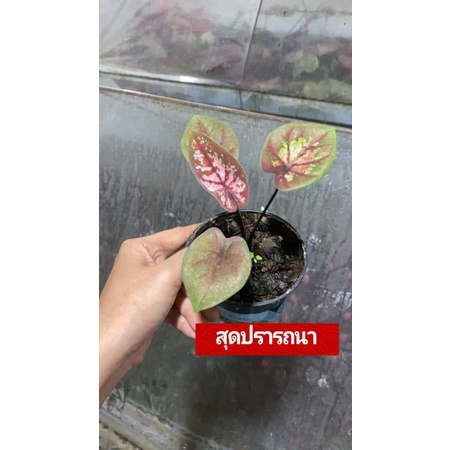 "บอนสี สุดปรารถนา ขาไฟบุรีรัมย์" บอนสีราชินีแห่งไม้ใบ ส่งพร้อมกระถางพลาสติก ใบเหลืองจากการขนส่งให้ตัดใบออก ตามภาพ 4"