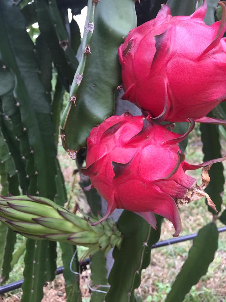 กิ่งชำ แก้วมังกรแดง ไต้หวัน (Red dragon fruit From Taiwan) ตรงตามสายพันธุ์แท้ 100%
