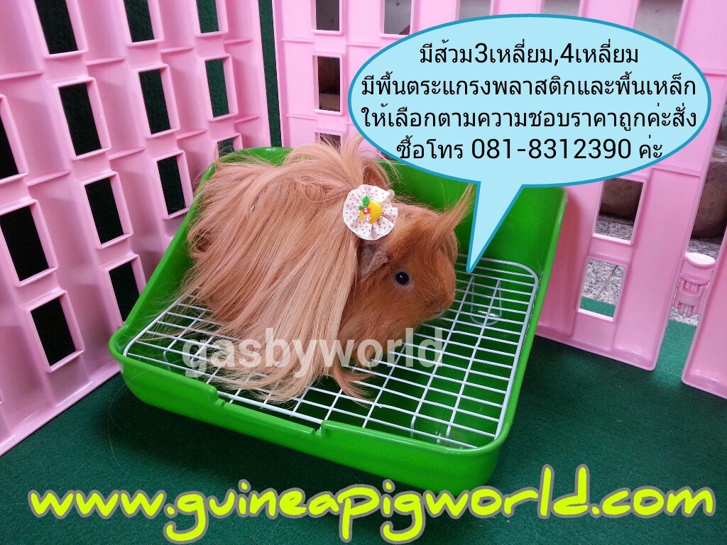 ส้วมสี่เหลี่ยม สำหรับแกสบี้,กระต่าย W.25xL.31xH.15cm.