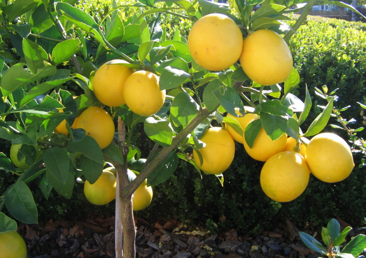 ตาฮิติ เลมอน กลม (Tahitian lemon)