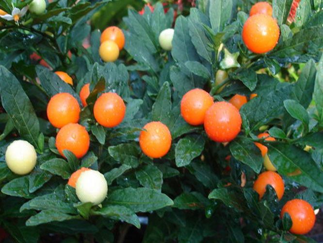 พริกเชอรี่บอมป์ - Cherry Bomb Pepper