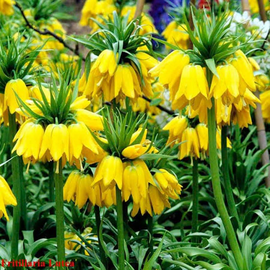 หัวดอกมงกุฏจักรพรรดิ์ (Crown Imperial) มี 2 สีให้เลือก