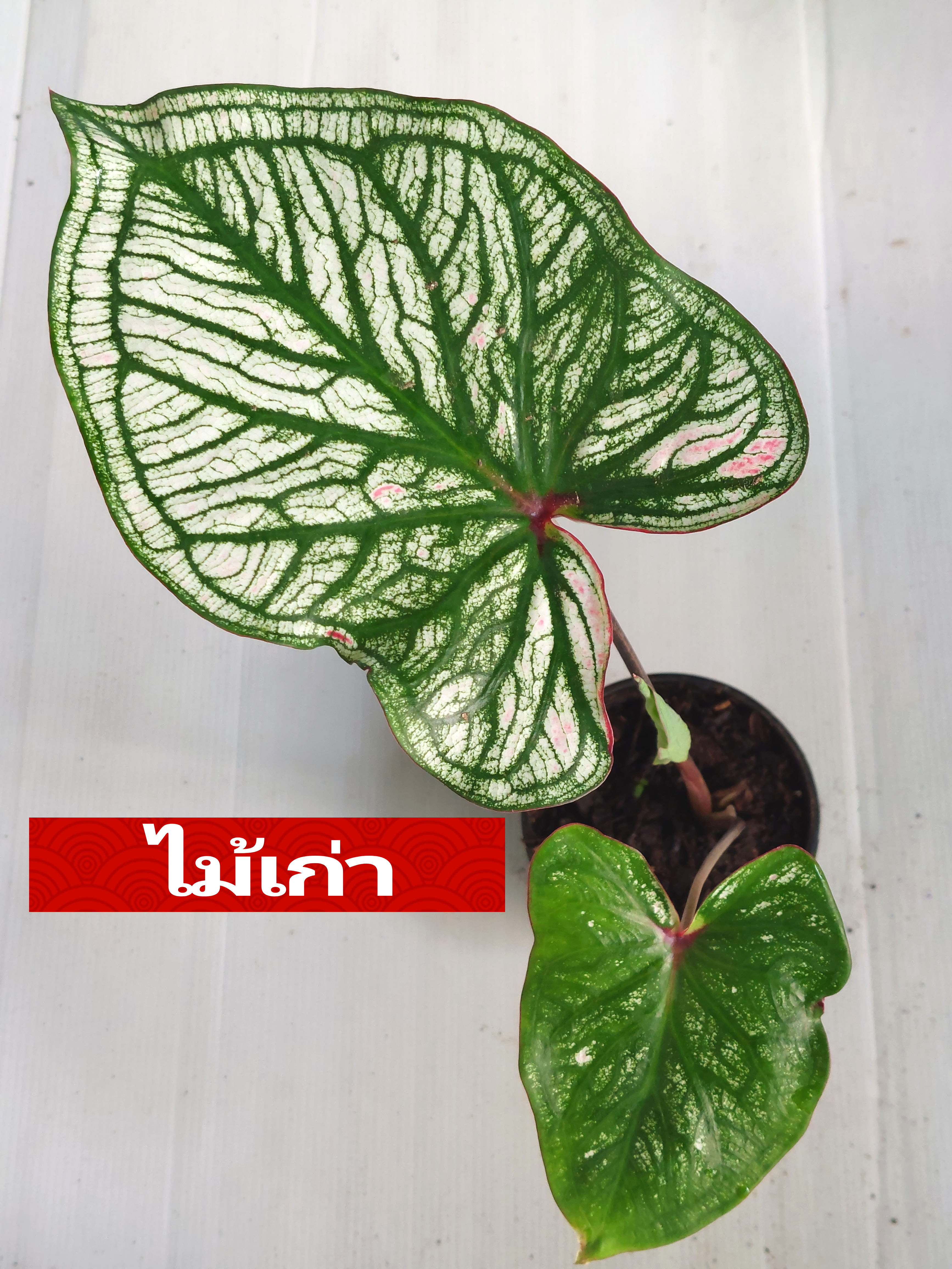 "บอนสี ไม้เก่าใบไทย นภูเขาไฟบุรีรัมย์" บอนสีราชินีแห่งไม้ใบ ส่งพร้อมกระถางพลาสติก ใบเหลืองจากการขนส่งให้ตัดใบออก ตามภาพ 4"