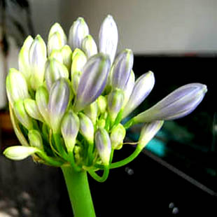 คลิเวีย Clivia (5 เมล็ด/ซอง)