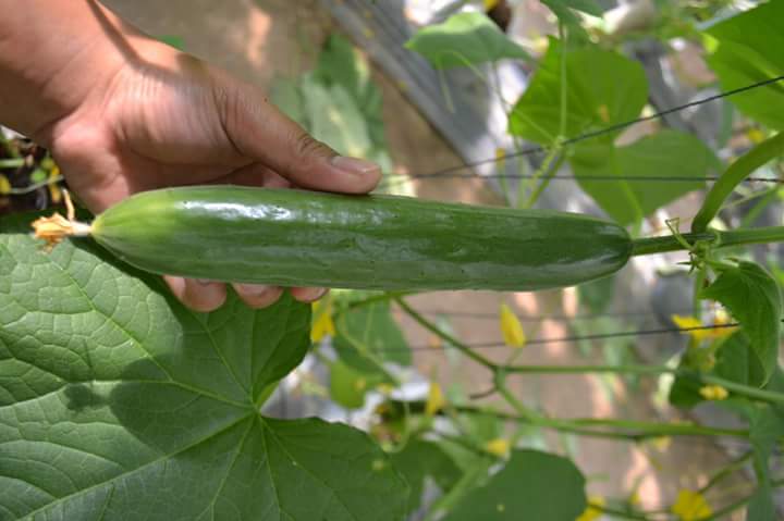 แตงกวา ดัช (ซองดั่งเดิม)