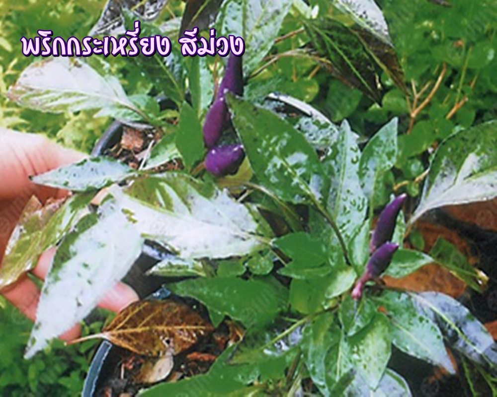 พริกกระเหรี่ยง สีม่วง