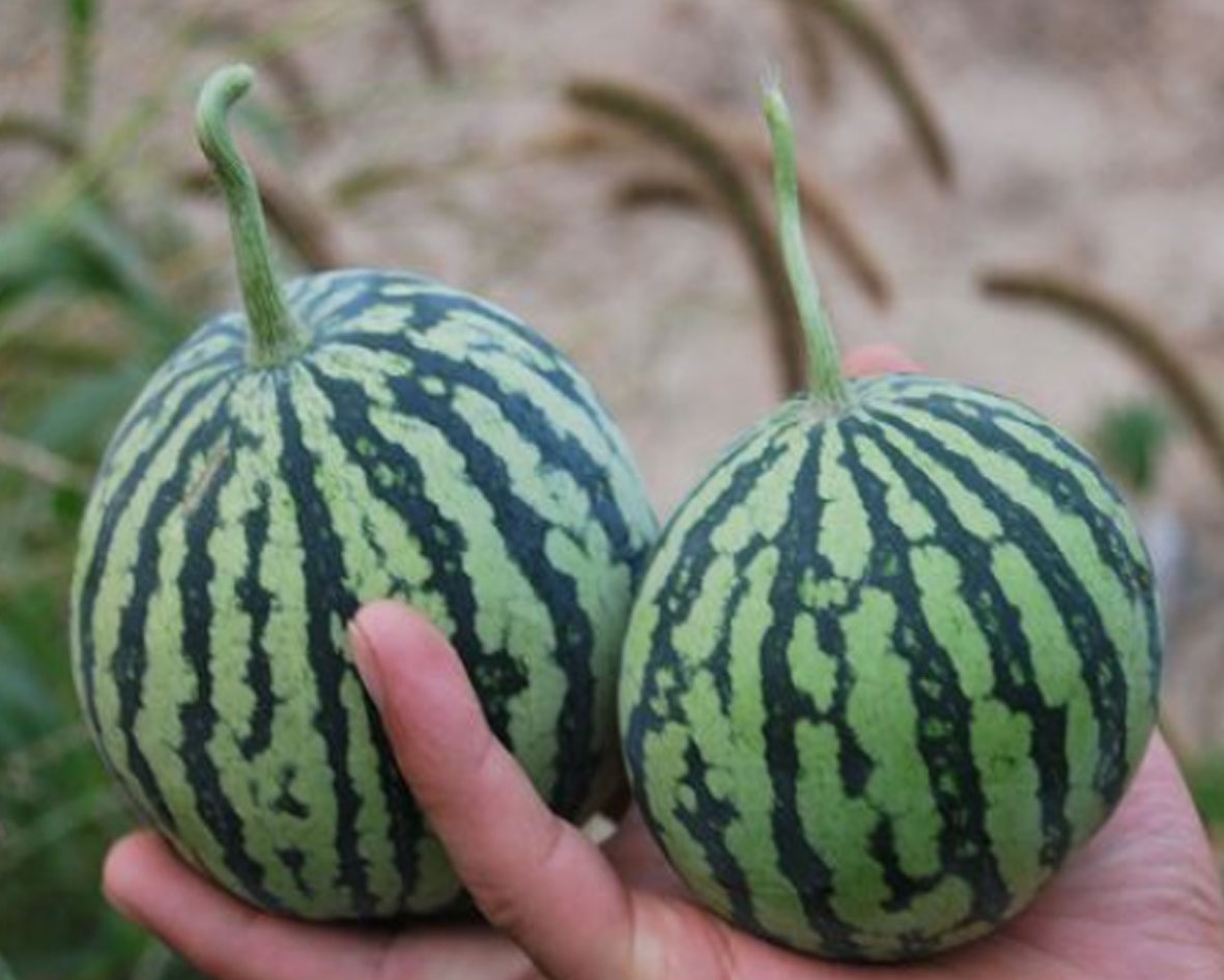 แตงโมจิ๋วลูกกลม สีเหลือง (OP)