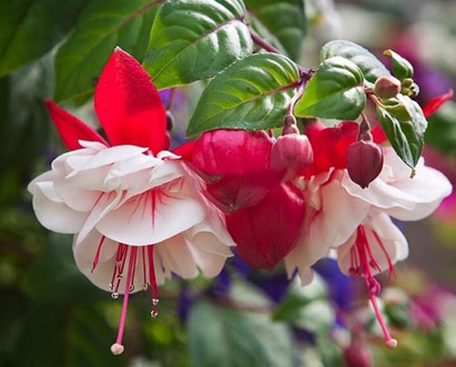 ตุ้มหูนางฟ้า หรือ ฟูเซีย หรือ ฟุกเซีย หรือ ฟิวเซีย หรือ ดอกโคมญี่ปุ่น (Fuchsia) คละสี