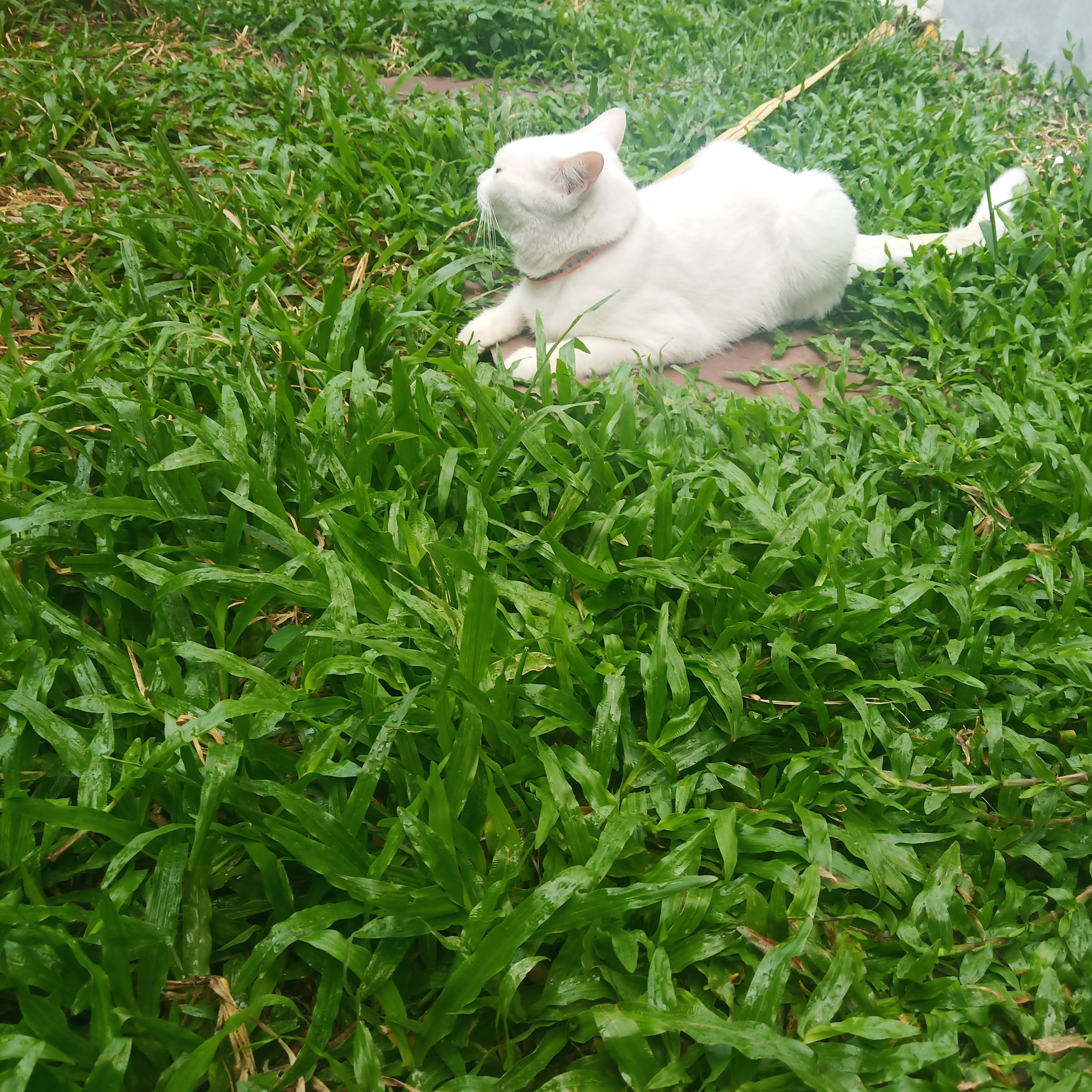 ผงจุลินทรีย์ ดับกลิ่นโคตรเหม็น ใช้ดีค่ะทุกคน👍