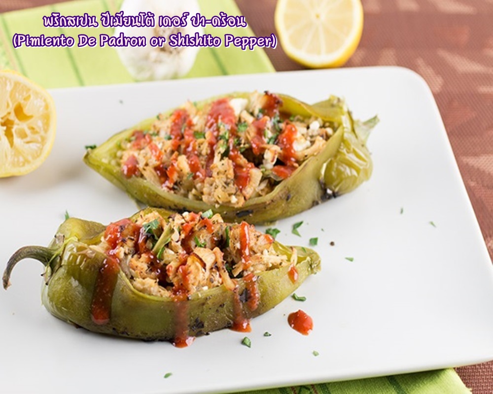 พริกสเปน ปีเมียนโต้ เดอร์ ปา-ดร้อน (Pimiento De Padron or Shishito Pepper) ชิชิโต้ (Shishito)