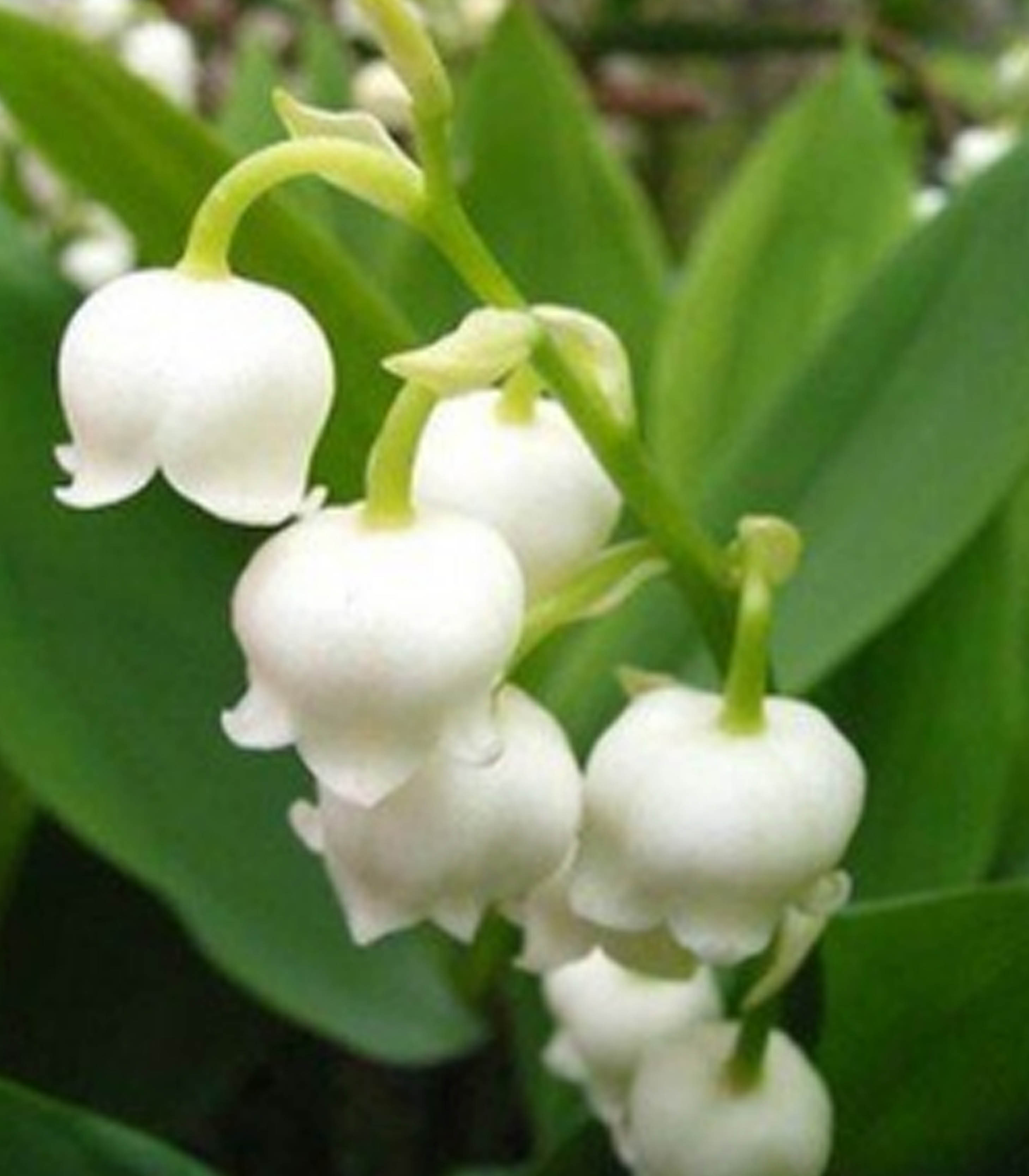 หัวดอก ลินลี่แห่งขุนเขา (Lily of the Valley) ระฆังแก้ว หรือ ทิงเกอร์เบล (หมดชั่วคราว)