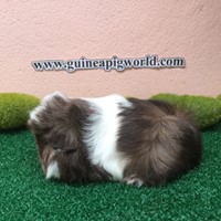 Peruvian/Boar/Sir&Madam Newly Import(ภาพนี้โชว์/ภาพขายไปดูที่หมวดเด็กๆย้ายบ้านค่ะ)