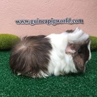 Peruvian/Boar/Sir&Madam Newly Import(ภาพนี้โชว์/ภาพขายไปดูที่หมวดเด็กๆย้ายบ้านค่ะ)