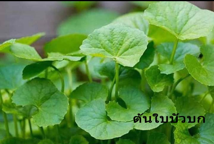 ต้นกล้าพันธุ์ใบบัวบก ต้นใบบัวบกพืชสมุณไพร ตามภาพ กำ