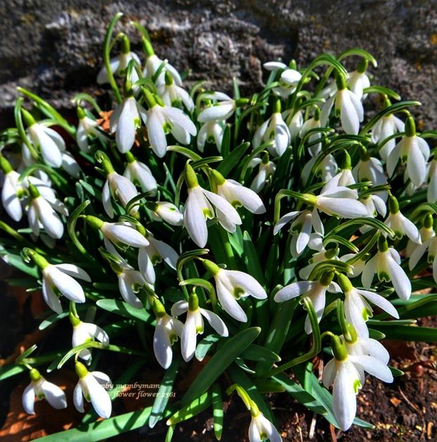หัวดอกดอกหยาดหิมะ (Snow Drop) หรือ ดอกไม้แห่งความหวัง (Flower of Hope)