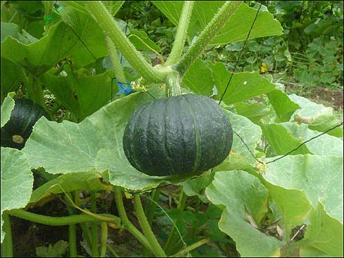 ฟักทอง ญี่ปุ่น