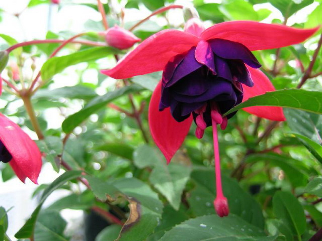 ตุ้มหูนางฟ้า หรือ ฟูเซีย หรือ ฟุกเซีย หรือ ฟิวเซีย หรือ ดอกโคมญี่ปุ่น (Fuchsia) คละสี