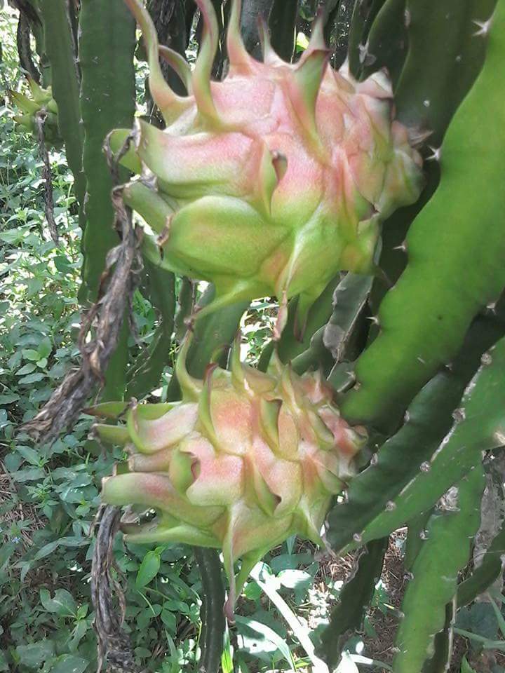 กิ่งชำ แก้วมังกรแดง ไต้หวัน (Red dragon fruit From Taiwan) ตรงตามสายพันธุ์แท้ 100%