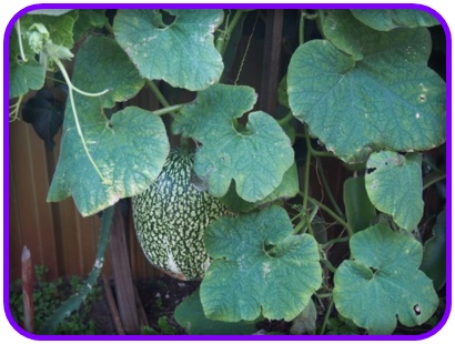 แตงหูฉลาม (Shark fin melon) อร่อยเหมือนหูฉลาม (เมล็ด)