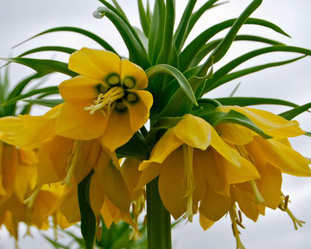 เมล็ด มงกุฏจักรพรรดิ์ (Fritillaria) สินค้าหมด