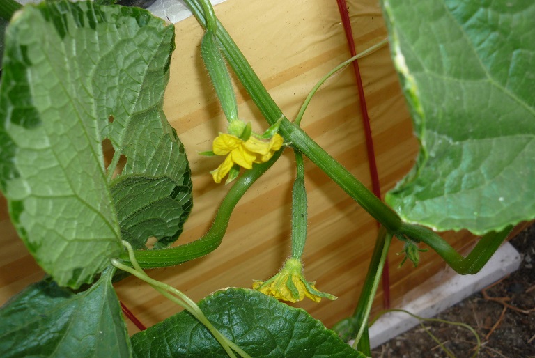 แตงกวา ดัช (ซองดั่งเดิม)