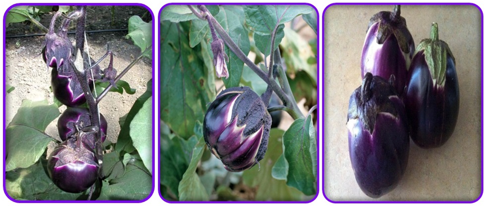 มะเขือม่วงไวโอเลต - Violet eggplan
