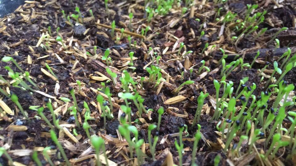 กิ่งชำ แก้วมังกรขาว จัมโบ้ (Dragon fruit Jumbo) ตรงตามสายพันธุ์แท้ 100%