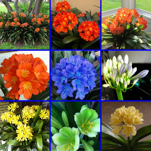 คลิเวีย Clivia (5 เมล็ด/ซอง)