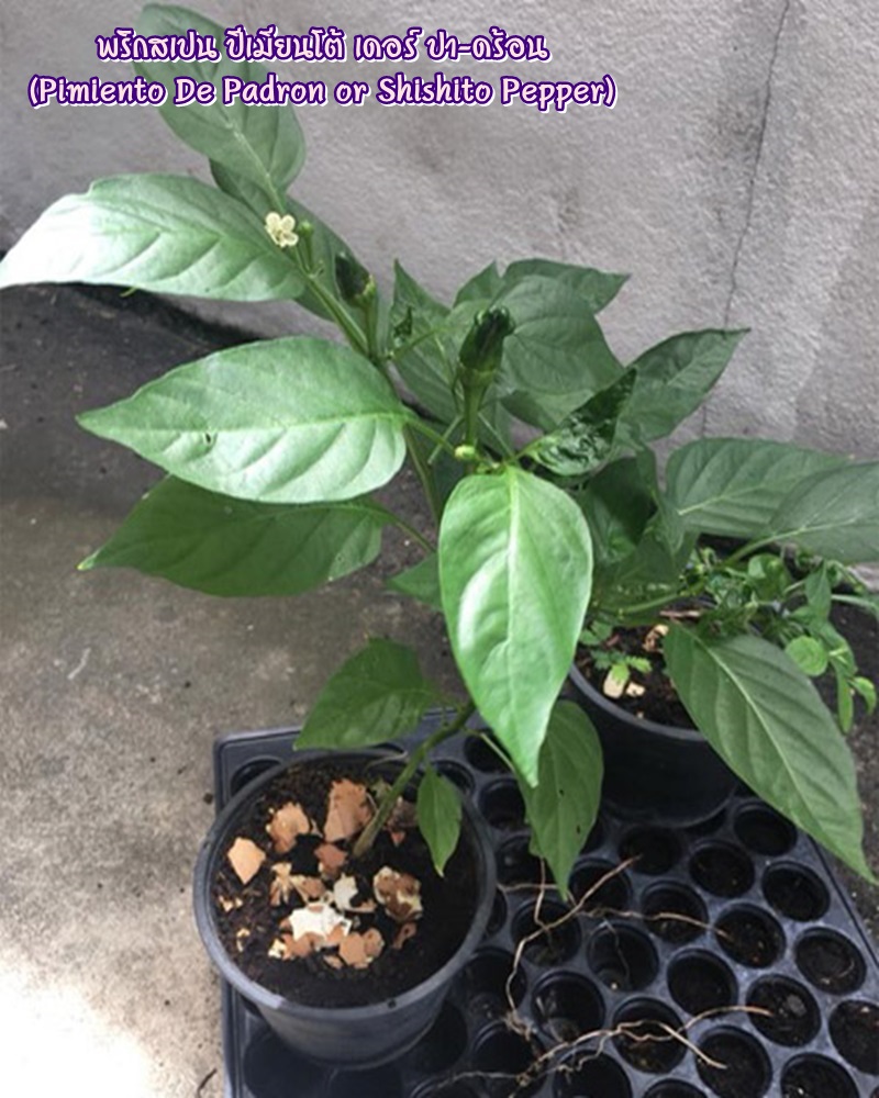 พริกสเปน ปีเมียนโต้ เดอร์ ปา-ดร้อน (Pimiento De Padron or Shishito Pepper) ชิชิโต้ (Shishito)