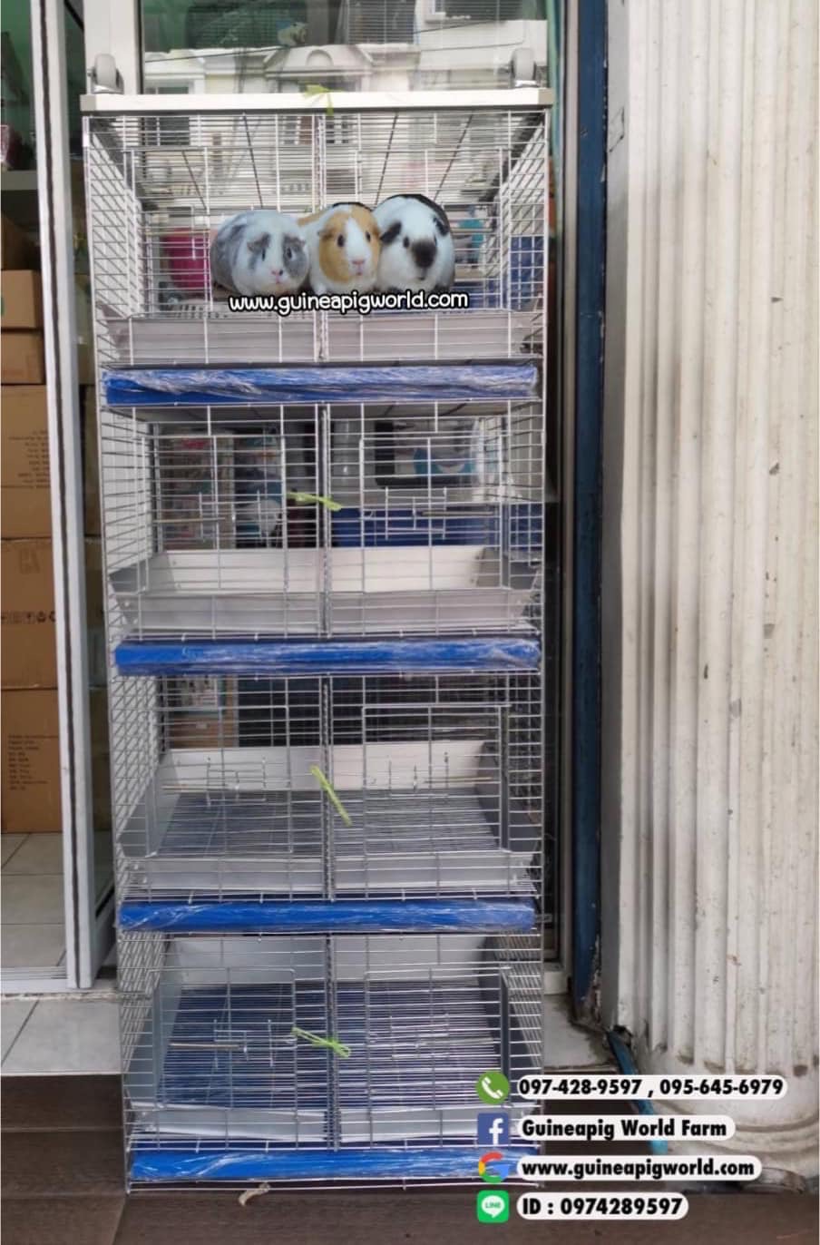 🐹กรงแกสบี้/เควี่ 4 ชั้น กว้าง 60 ซม. ลึก 50 ซม. ไม่กั้นครึ่งชุดละ 8,400.-บาท