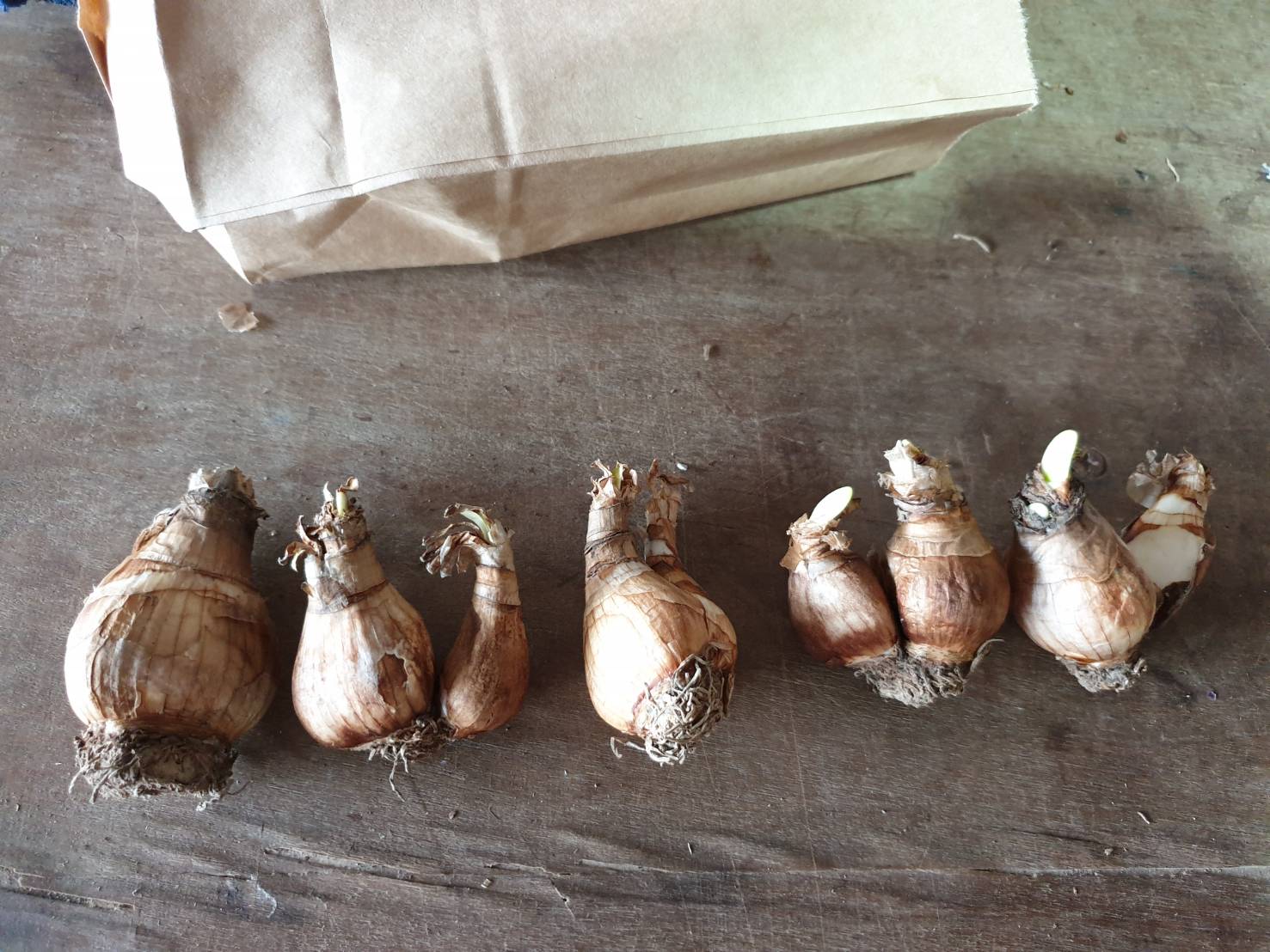 หัวดอกดอกหยาดหิมะ (Snow Drop) หรือ ดอกไม้แห่งความหวัง (Flower of Hope)