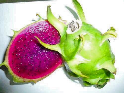 เมล็ดแก้วมังกร เปลือกเขียว-เนื้อแดง บิวตี้เบอรี่ Dragon fruit Beauty berry