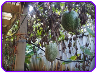 แตงหูฉลาม (Shark fin melon) อร่อยเหมือนหูฉลาม (เมล็ด)