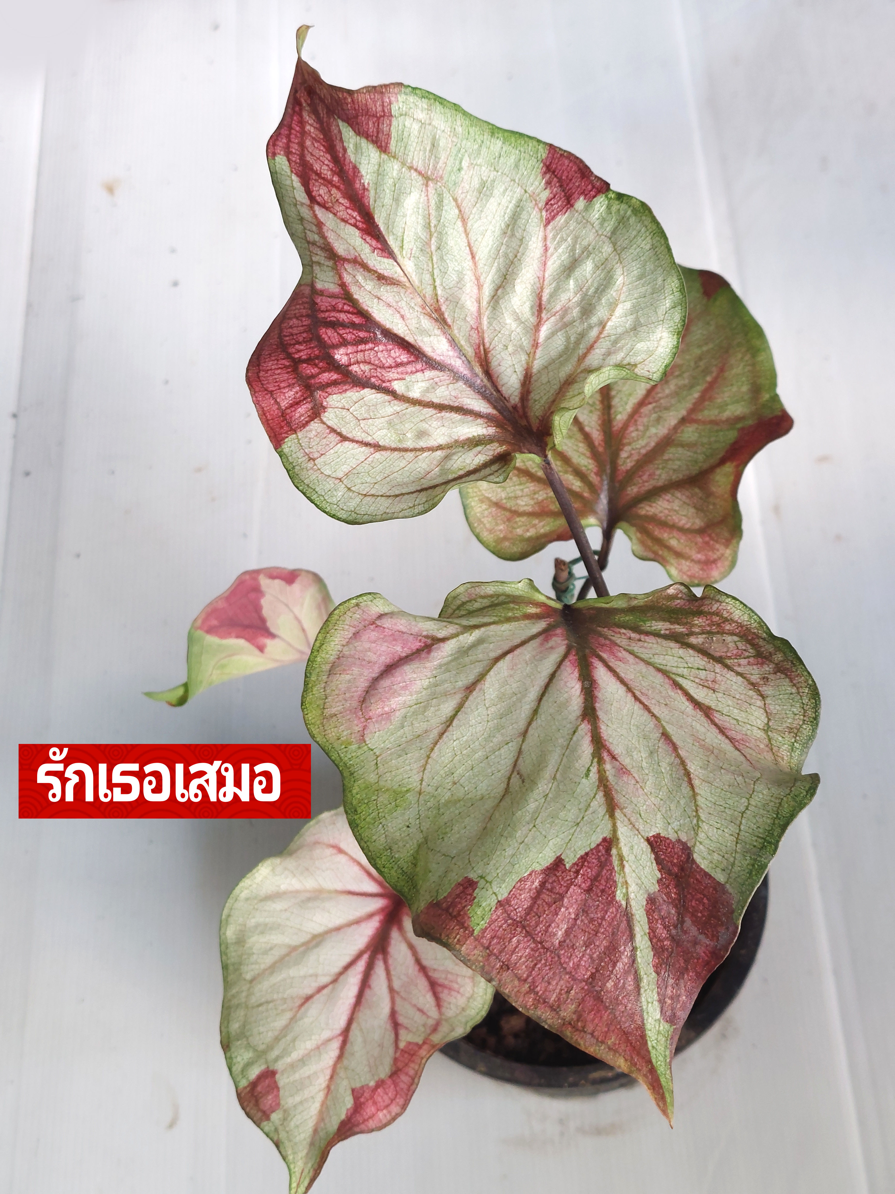 "บอนสี รักเธอเสมอ ดินภูเขาไฟบุรีรัมย์" บอนสีราชินีแห่งไม้ใบ ส่งพร้อมกระถางพลาสติก ใบเหลืองจากการขนส่งให้ตัดใบออก ตามภาพ 6"