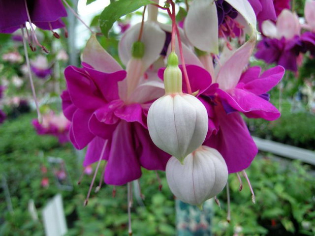 ตุ้มหูนางฟ้า หรือ ฟูเซีย หรือ ฟุกเซีย หรือ ฟิวเซีย หรือ ดอกโคมญี่ปุ่น (Fuchsia) คละสี