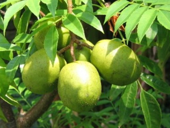 มะกอกฝรั่ง ผลยักษ์ (Ambarella Giant)