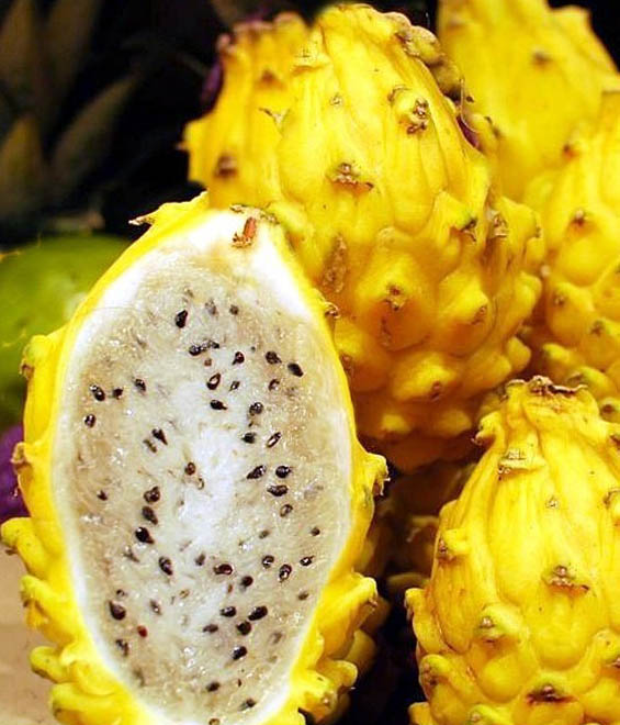 กิ่งชำ แก้วมังกรเหลืองโคลัมเบีย (Yellow Fruit Pitaya from Colombia) ตรงตามสายพันธุ์แท้ 100%