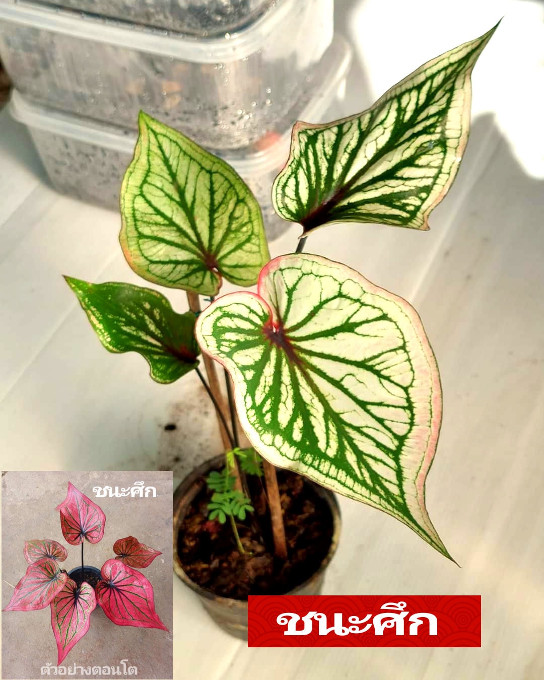 "บอนสี ชนะศึก เขาไฟบุรีรัมย์" บอนสีราชินีแห่งไม้ใบ ส่งพร้อมกระถางพลาสติก ใบเหลืองจากการขนส่งให้ตัดใบออก ตามภาพ 4"