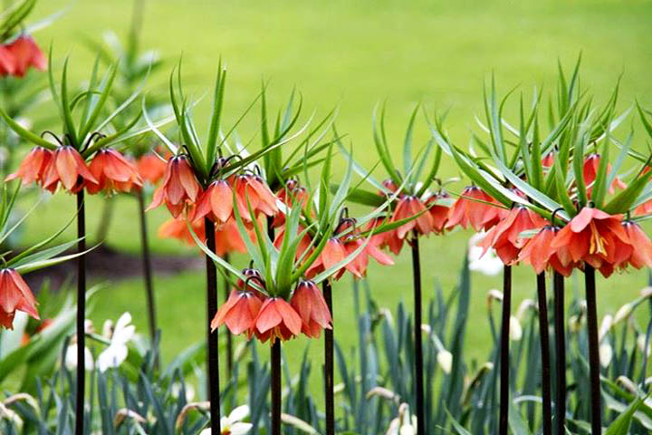 เมล็ด มงกุฏจักรพรรดิ์ (Fritillaria) สินค้าหมด