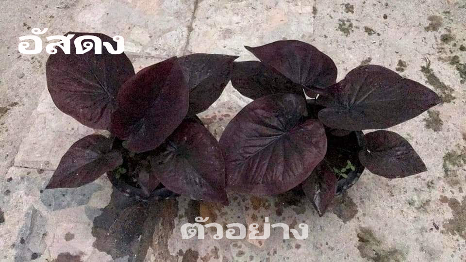 "บอนสี อัสดง ขาไฟบุรีรัมย์" บอนสีราชินีแห่งไม้ใบ ส่งพร้อมกระถางพลาสติก ใบเหลืองจากการขนส่งให้ตัดใบออก ตามภาพ 4"