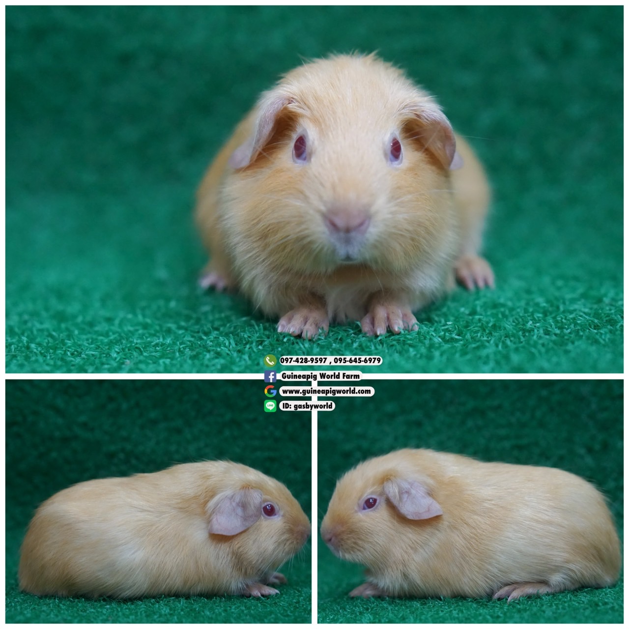 AM0828 American/ผู้/P.E.ครีม/ขนซาตินเงาวิบวับ/พ่อแม่นำเข้า/โครงสร้างดี/หล่อน่ารักกินเก่งน่ารักแข็งแรง/ราคา3,800(ปกติ5,800)ชอบโอนจองก่อนได้ก่อนทักไลน์ gasbyworld แจ้งข้อความน้องพร้อมย้ายบ้านค่ะ