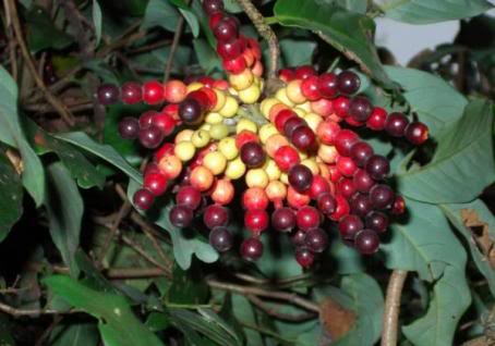 สายหยุด แดง