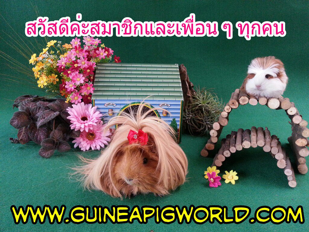 ไม้แอปเปิ้ลดัดโค้งหรือตรงได้ สำหรับสัตว์เล็ก