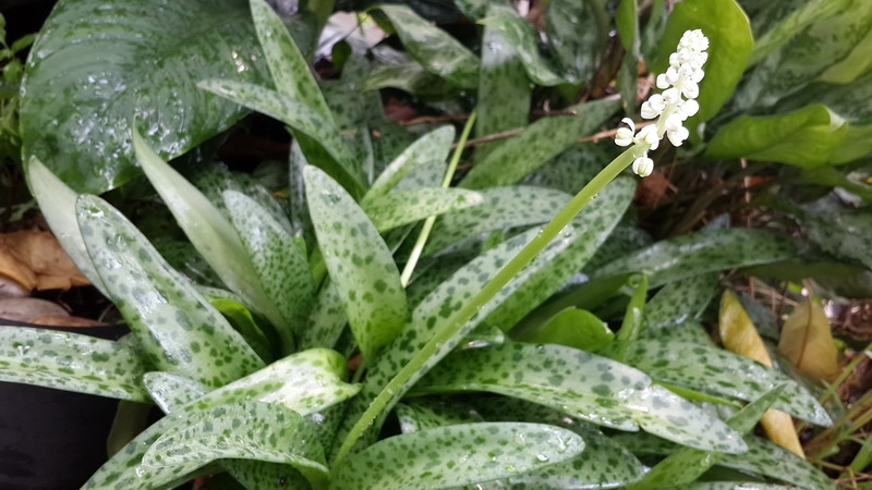 #ว่านรวยไม่เลิกไม้มงคลเรียกทรัพย์ #ต้นรวยไม่เลิก กระถาง 4"