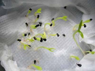 ต้นกล้า แก้วมังกรเหลืองอิสราเอล (Yellow Dragon fruit from Israel)