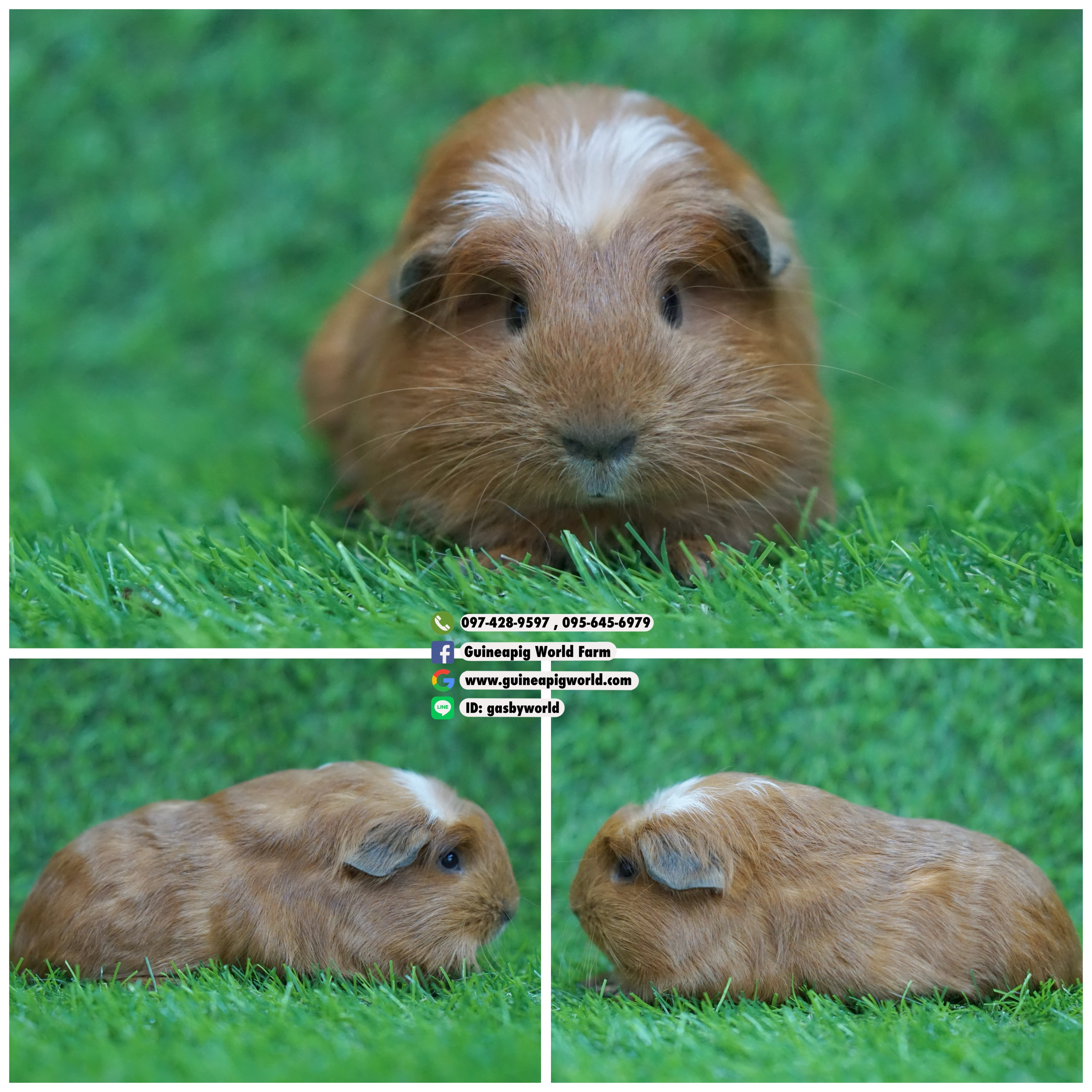 AM0822 Crested/ผู้/เรดแคลิฯ/หล่อน่ารักกินเก่งน่ารักแข็งแรง/ราคา3,500(ปกติ4,800)ชอบโอนจองก่อนได้ก่อนทักไลน์ gasbyworld แจ้งข้อความน้องพร้อมย้ายบ้านค่ะ