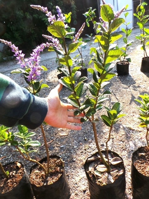 พวงคราม ไทย