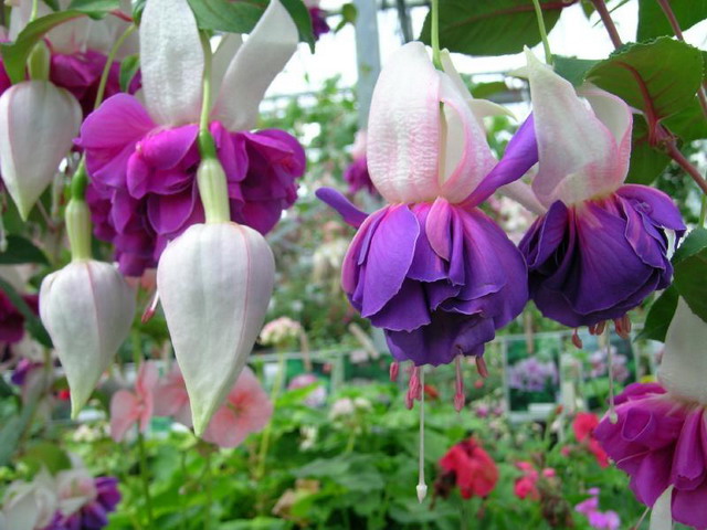 ตุ้มหูนางฟ้า หรือ ฟูเซีย หรือ ฟุกเซีย หรือ ฟิวเซีย หรือ ดอกโคมญี่ปุ่น (Fuchsia) คละสี