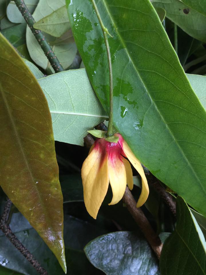 สายหยุดไส้ม่วง หรือ สาวสายม่วง