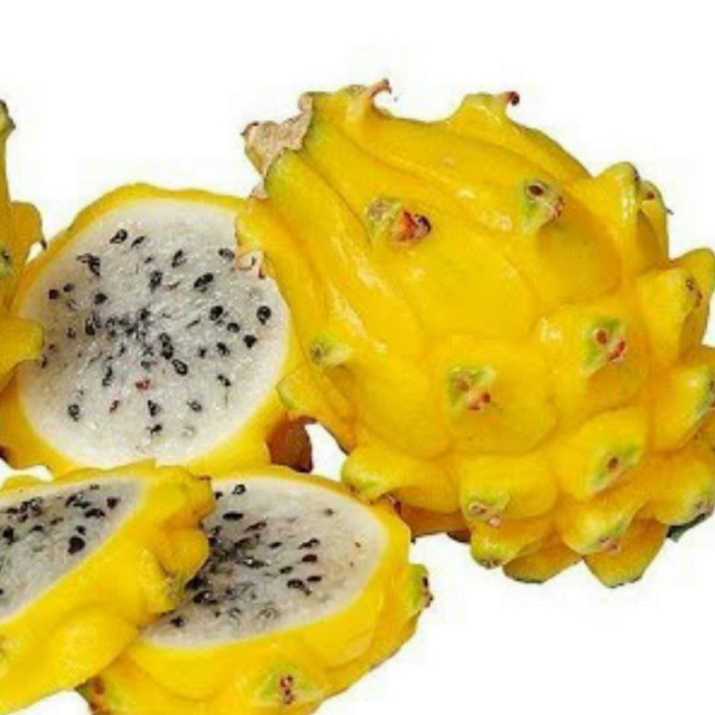 กิ่งชำ แก้วมังกรเหลืองโคลัมเบีย (Yellow Fruit Pitaya from Colombia) ตรงตามสายพันธุ์แท้ 100%